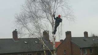 afvangen van van takken met touwen bij een berkenboom in Oss kappen